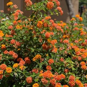 Meet your Posher, Anayia